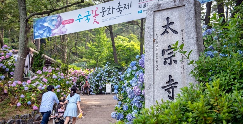 留学韩国不可错过的庆典：釜山绣球花文化节