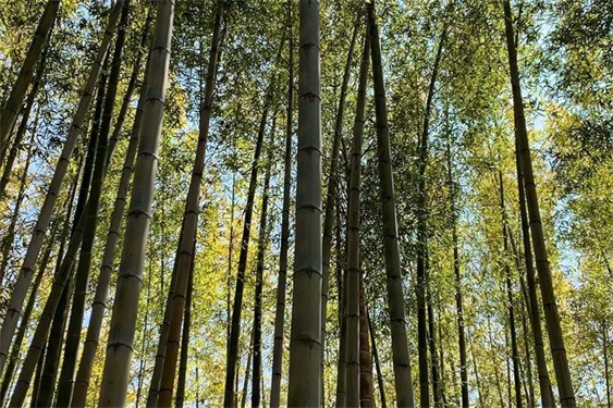 机张九山竹林