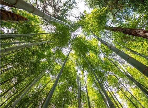 机张九山竹林