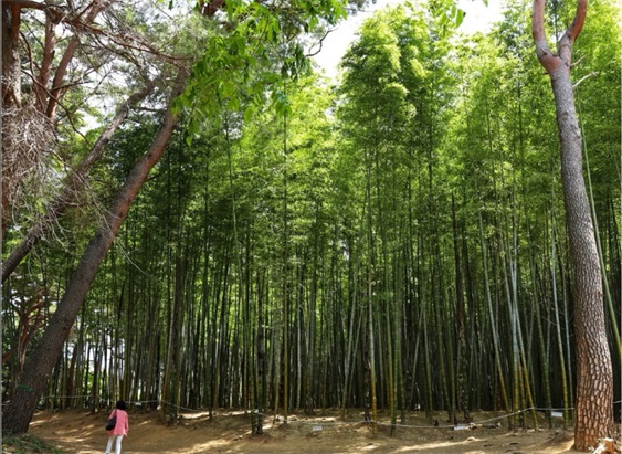 机张九山竹林