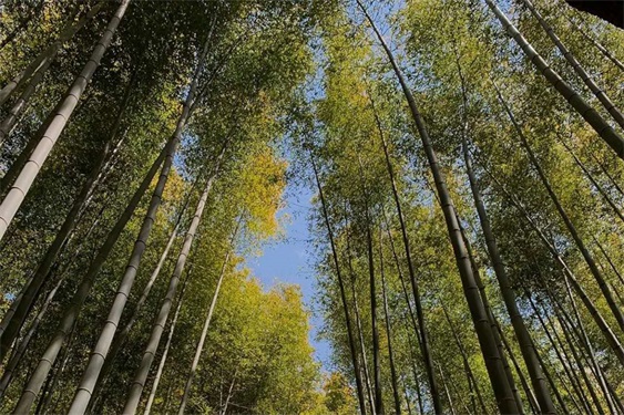 机张九山竹林