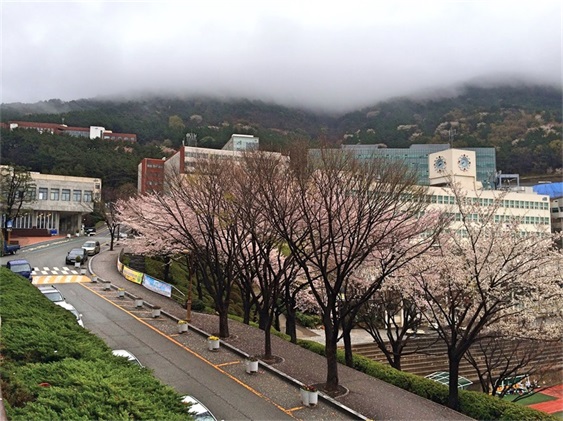 韩国东亚大学春天樱花校景