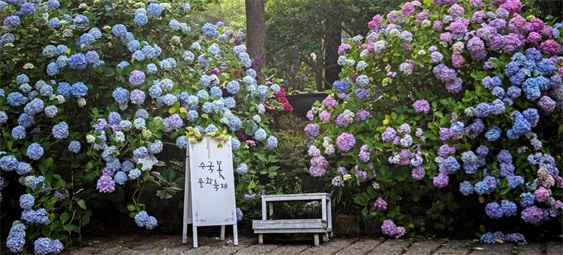 韩国釜山绣球花文化节