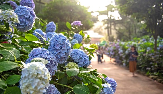 韩国釜山绣球花文化节,韩国太宗寺