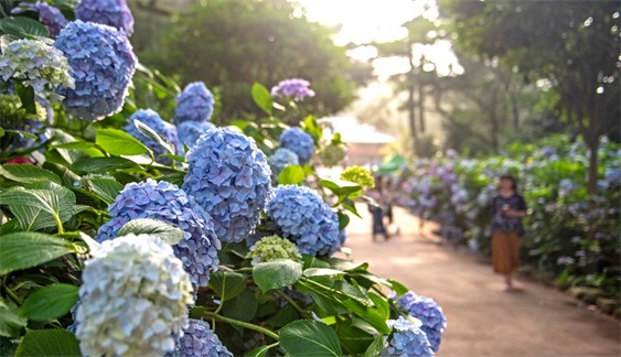 韩国釜山绣球花文化节，韩国太宗寺