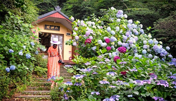韩国釜山绣球花文化节,韩国太宗寺