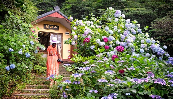 韩国釜山绣球花文化节，韩国太宗寺