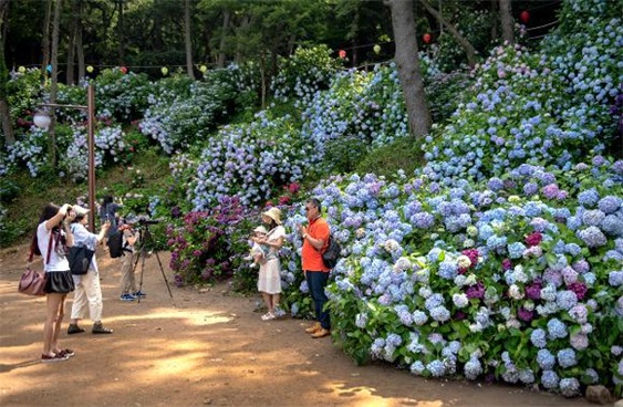 韩国釜山绣球花文化节，韩国太宗寺