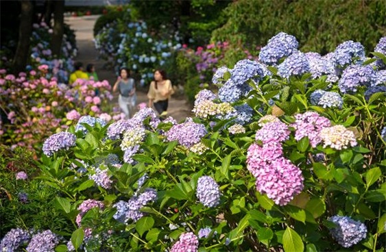 韩国釜山绣球花文化节，韩国太宗寺