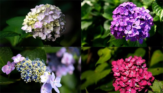 韩国釜山绣球花文化节，韩国太宗寺