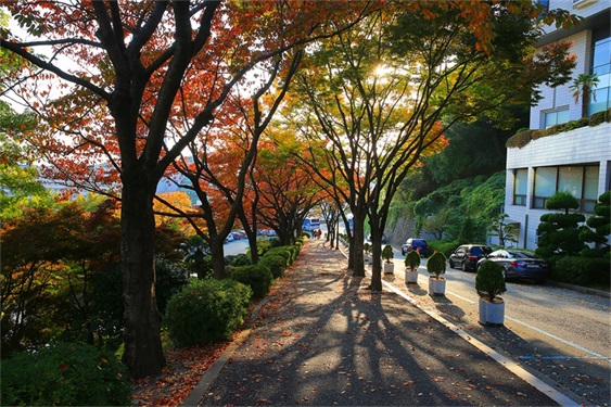 韩国东亚大学乘鹤校区秋季风景