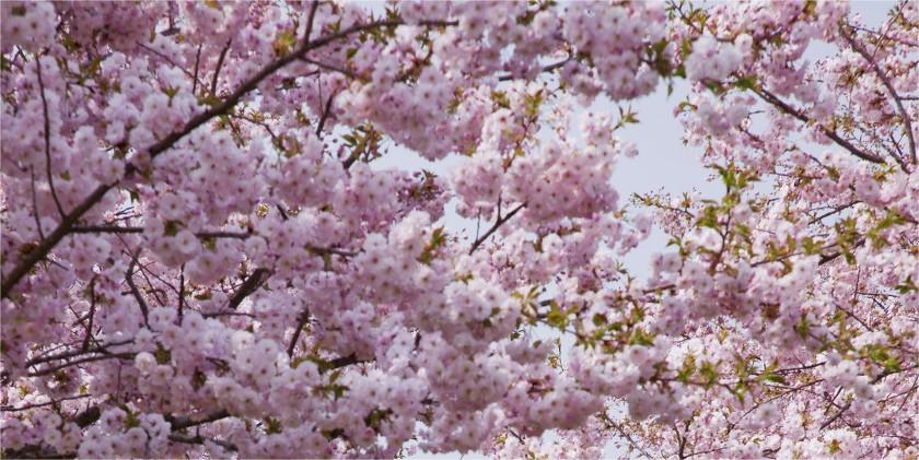 韩国一年一度“赏樱季”即将到来